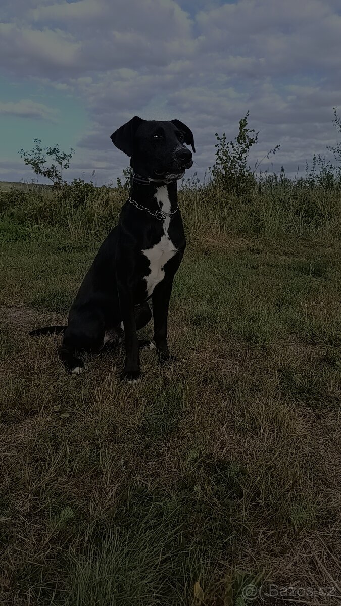 Prodej psa kříženec - 2