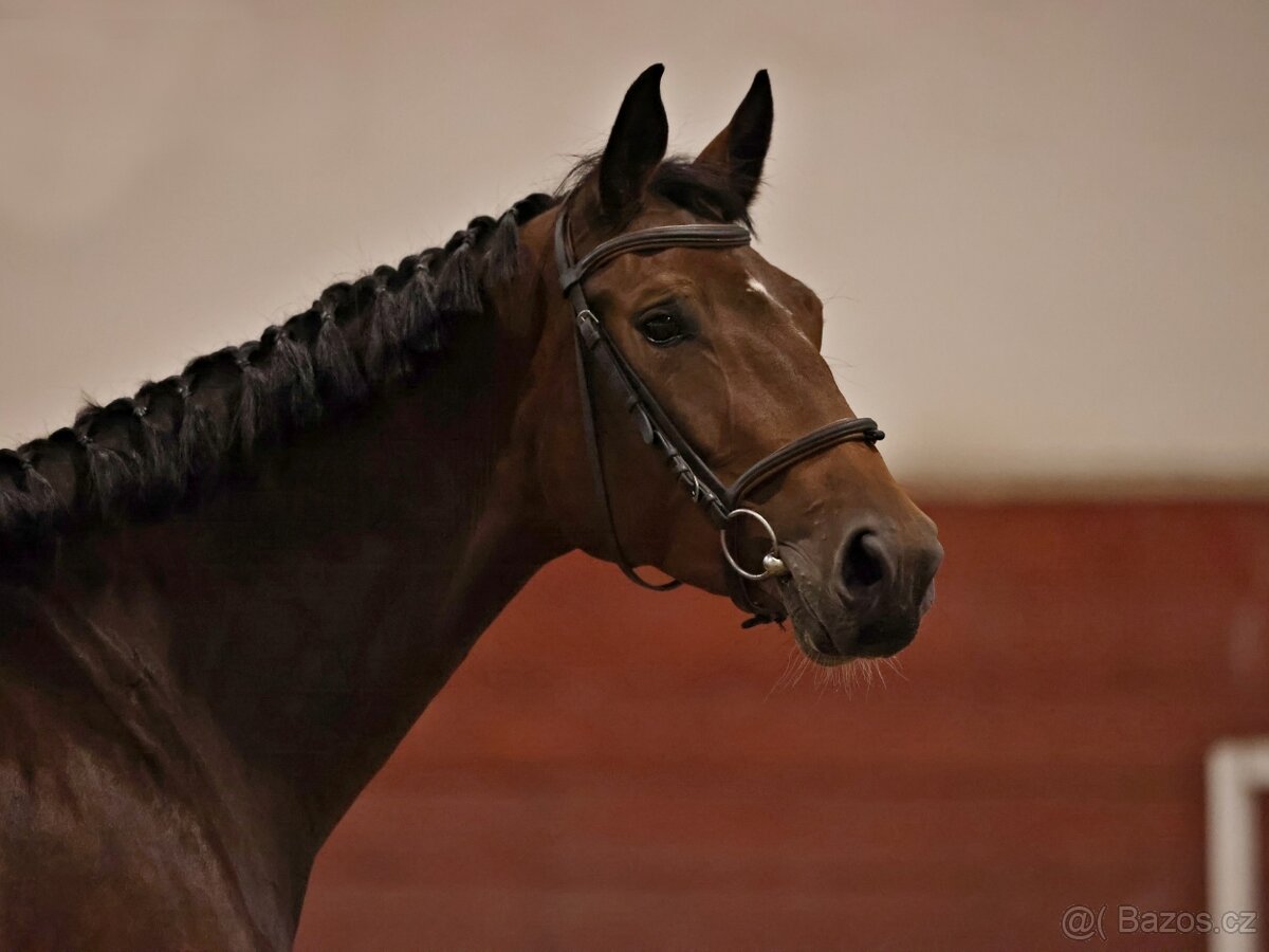 Tříletá klisna na prodej - 2