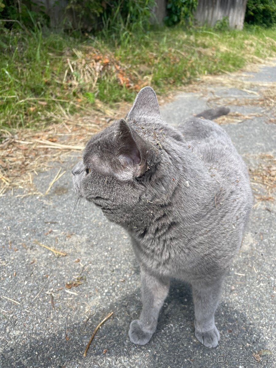 Britská kočka - 2