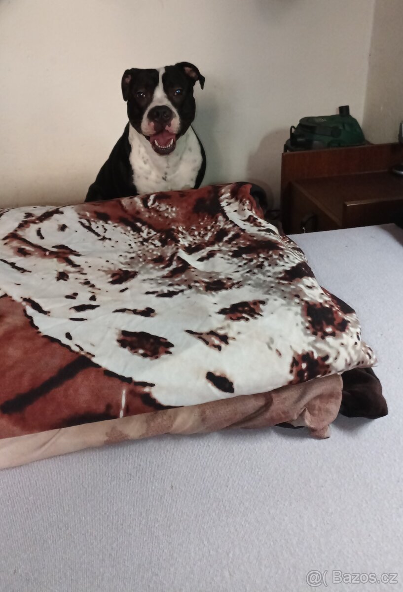 Americký pitbull - 2