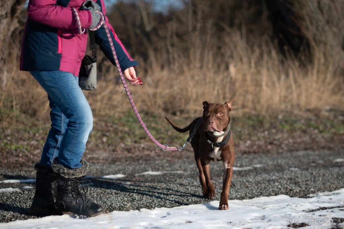 Dante pitbul hledá domov - 2