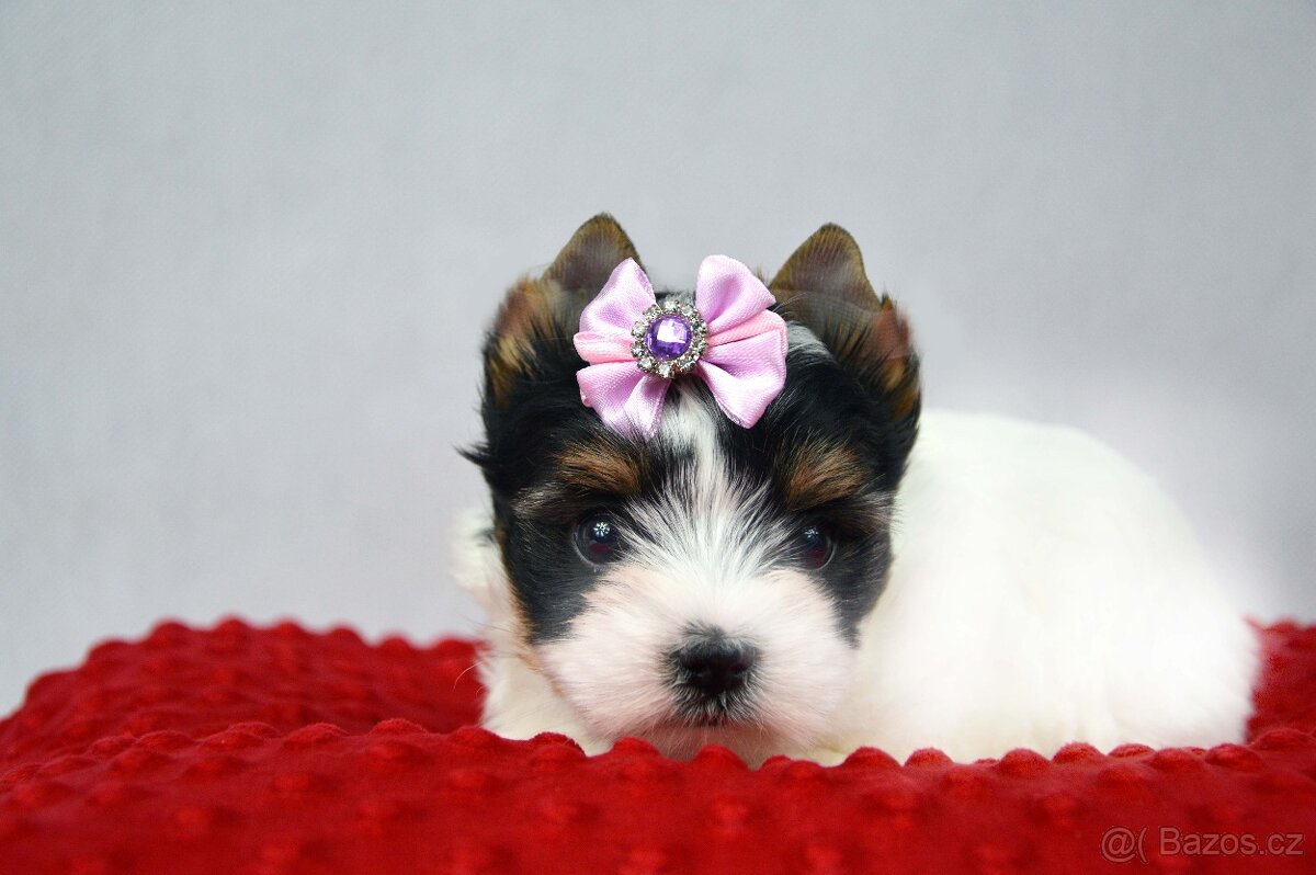 biewer yorkshire terrier s PP IHR - 2
