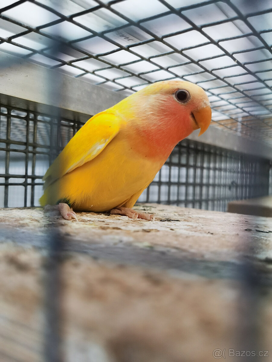 Agapornis růžohrdlý lutino s DNA - 2