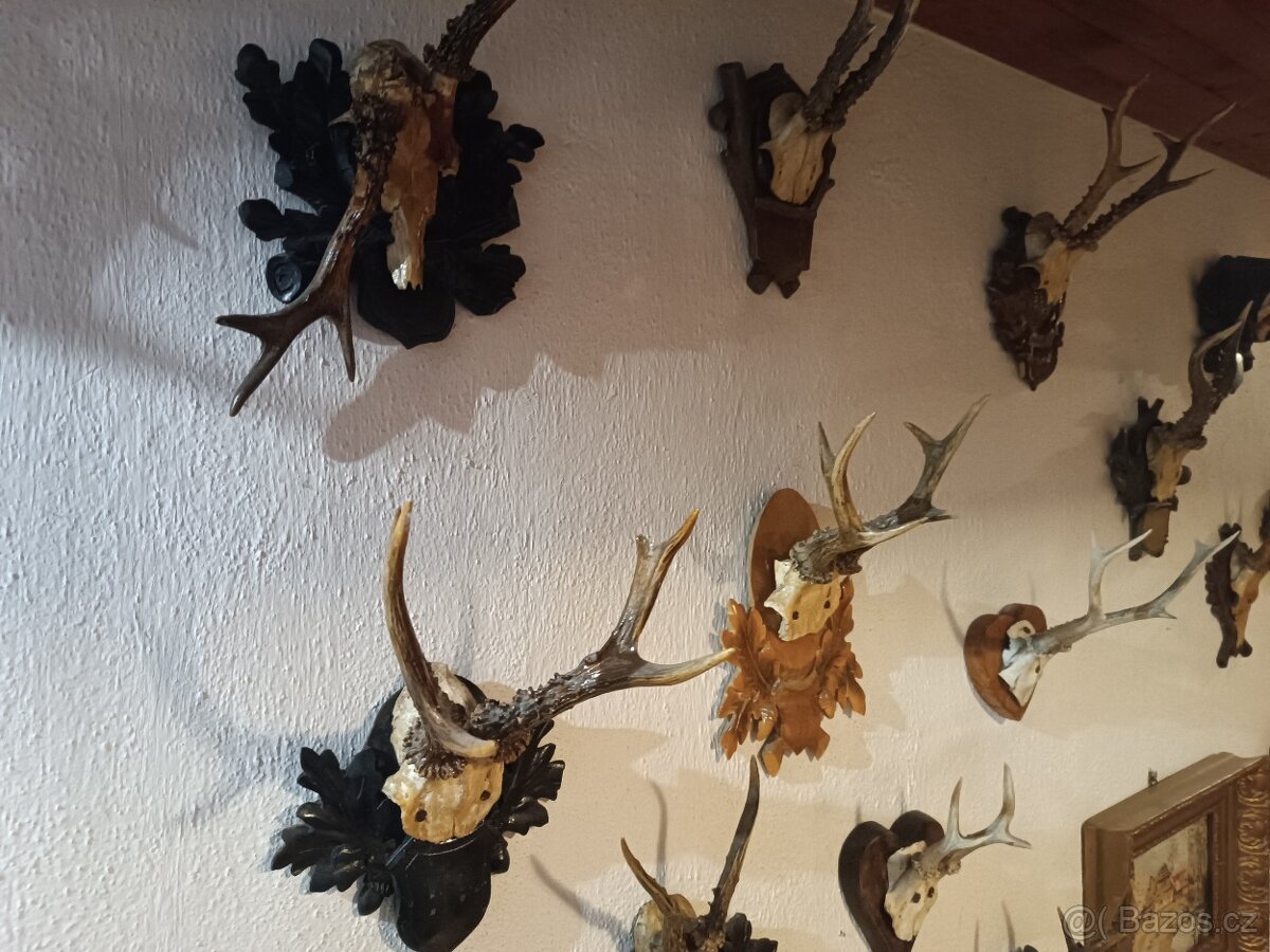 Srnčí paroží - 2