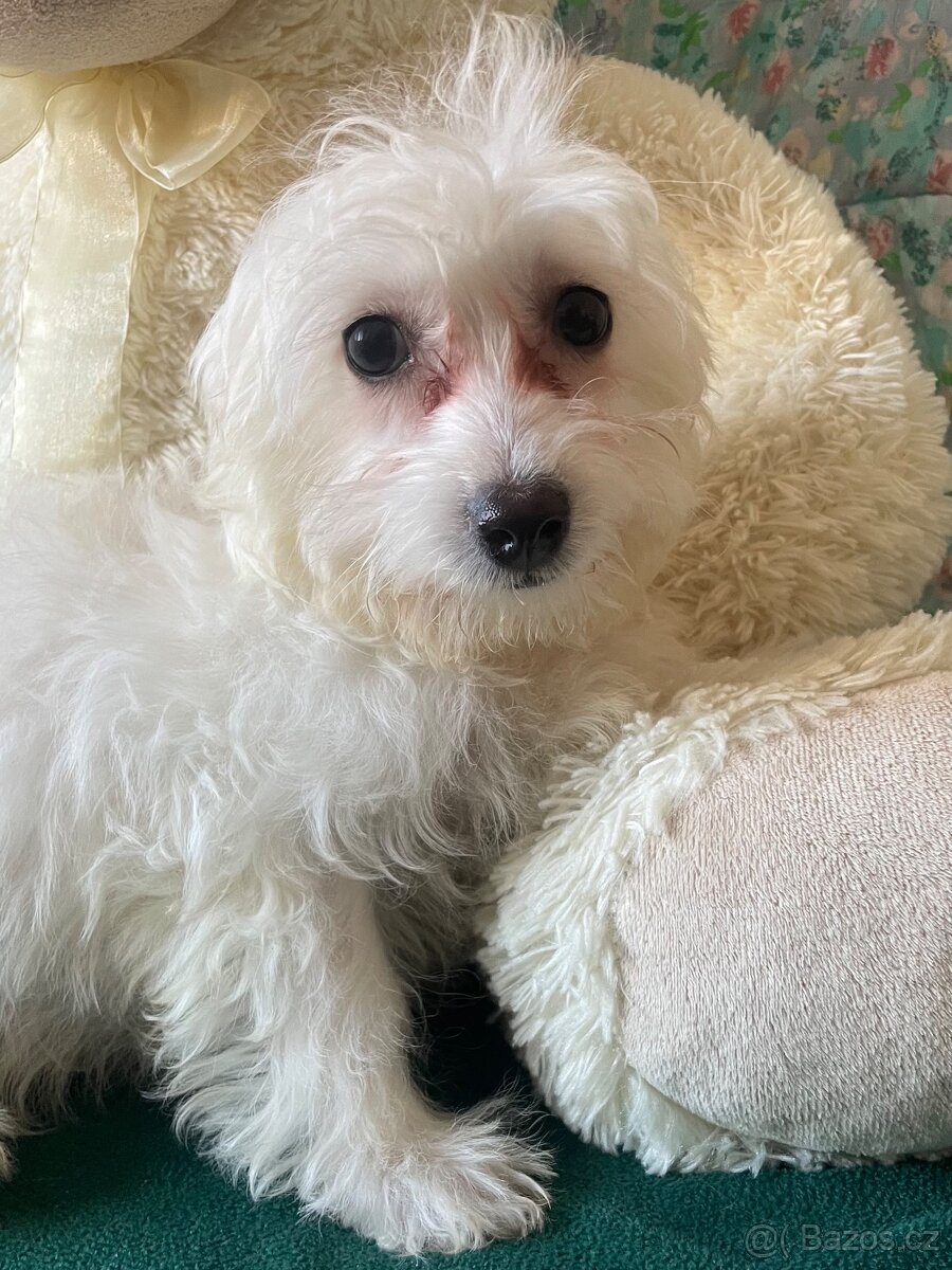 Maltipoo - 2