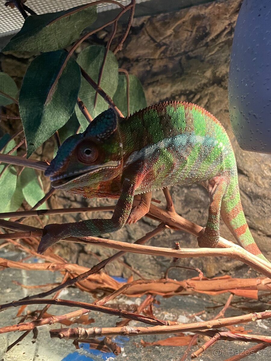 Chameleon pardálí - 2