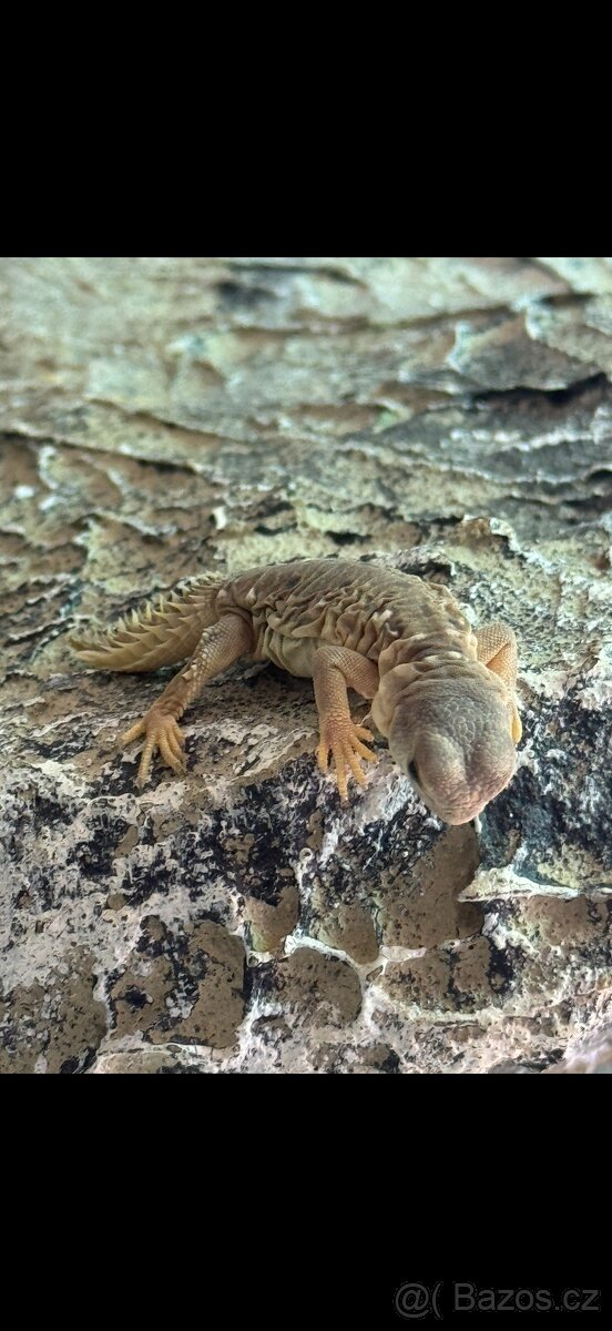 Uromastyx Princeps - 2