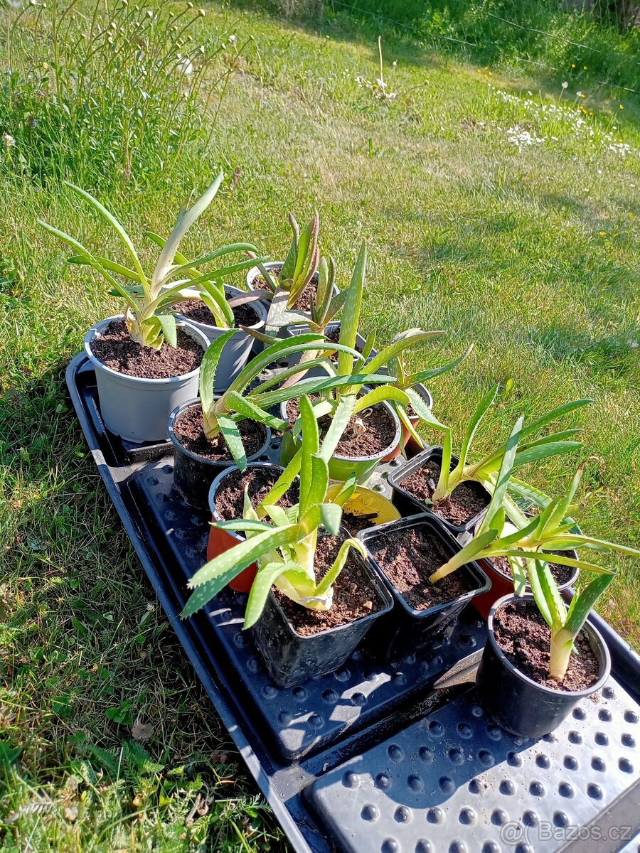 Aloe vera - sazenice - 2