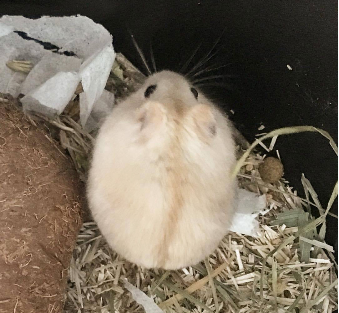 Křeček džungarský - 2