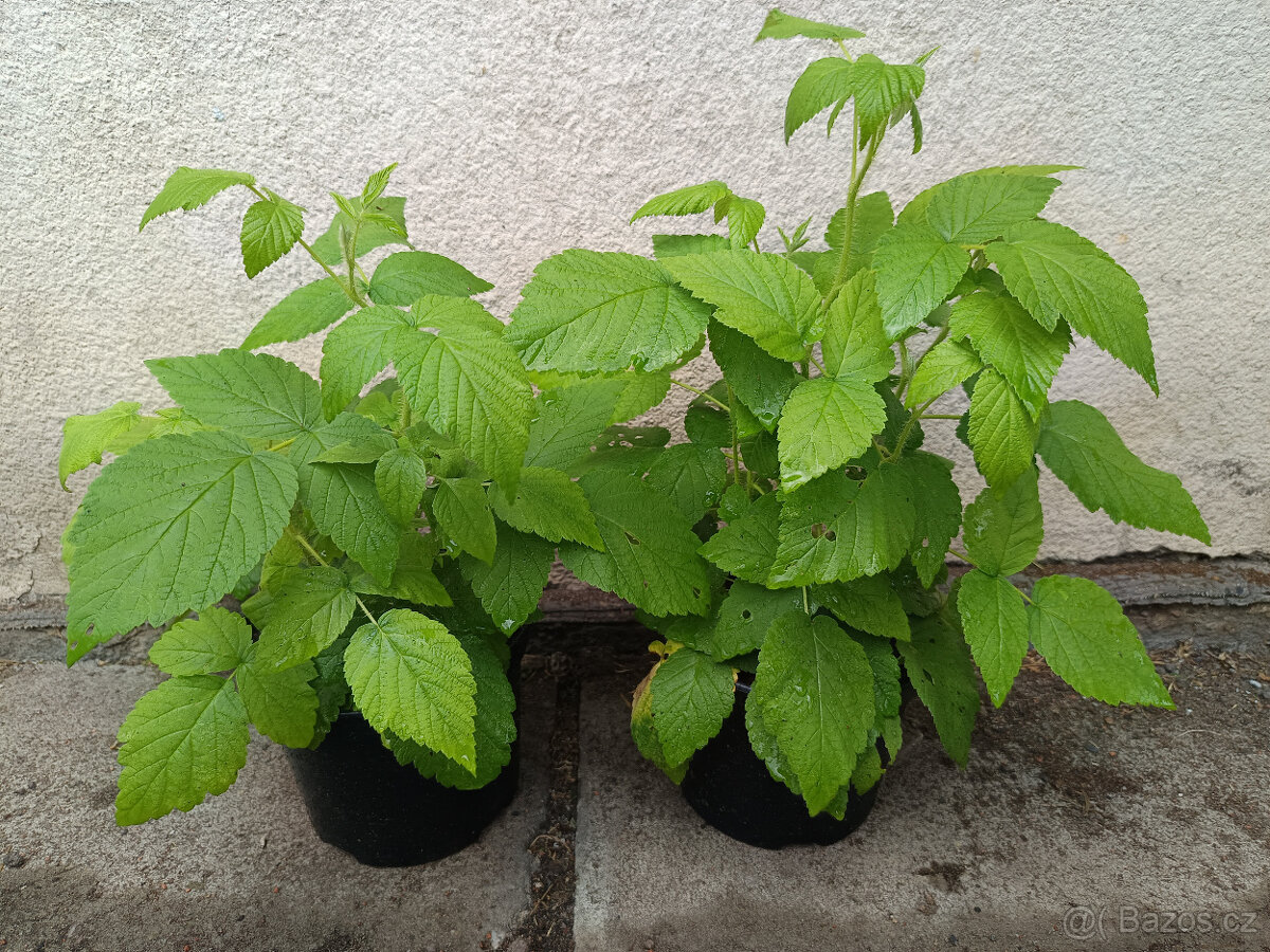 Maliník žlutý - GOLDEN BLISS - 2