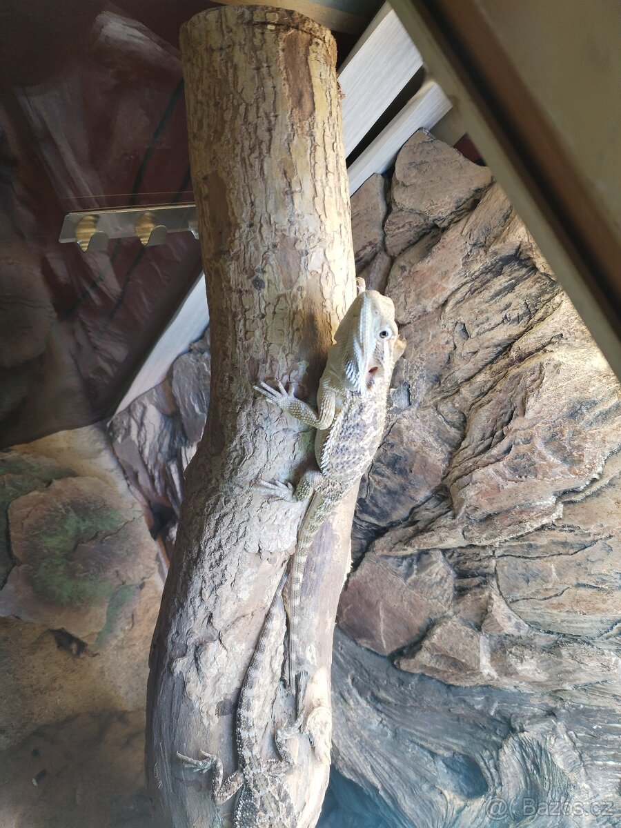 Agama vousata samec - 2