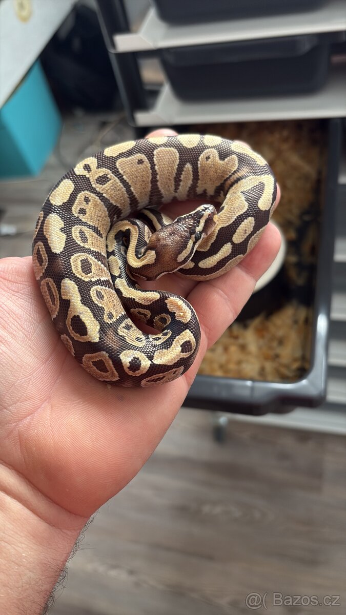 Krajta královská - 2