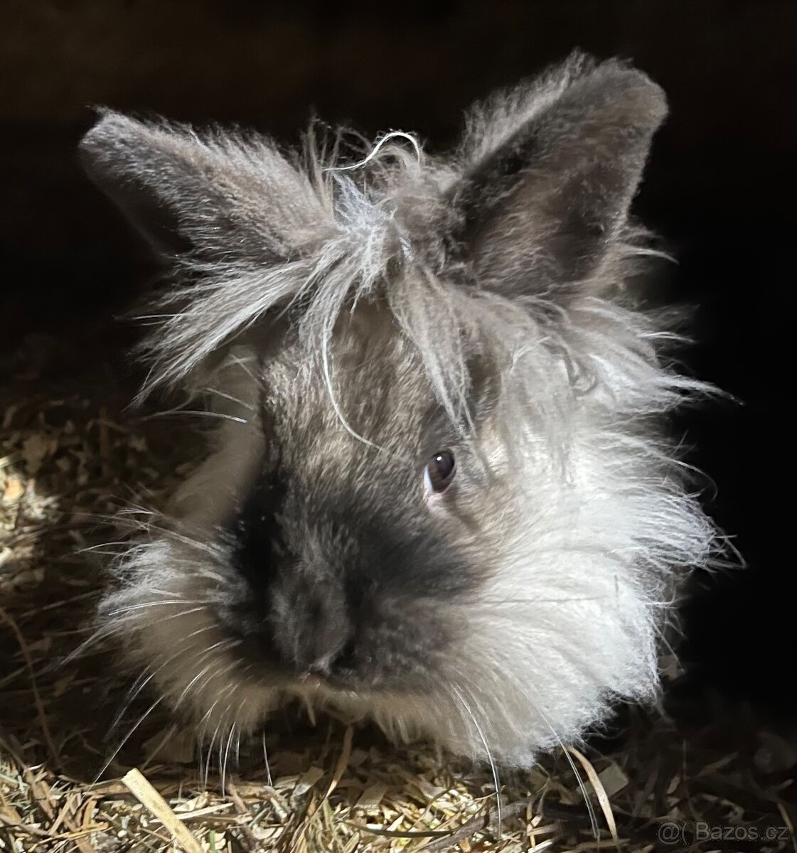 Chlupatá samička kříženka - 2