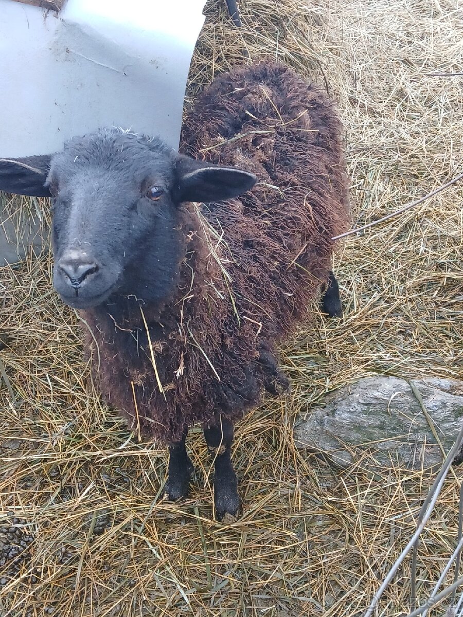 Prodám loňské beránky - 2