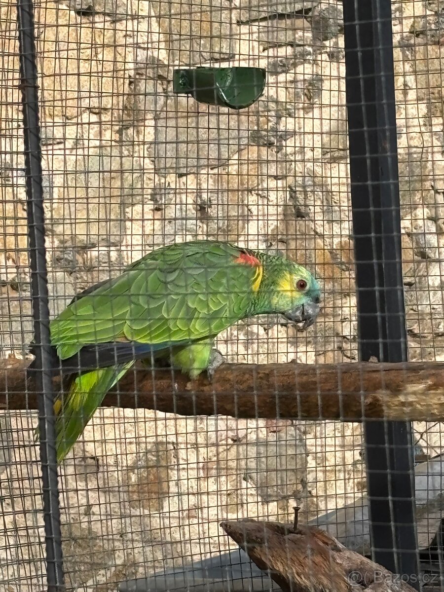 Amazonan modročerný samec - 2