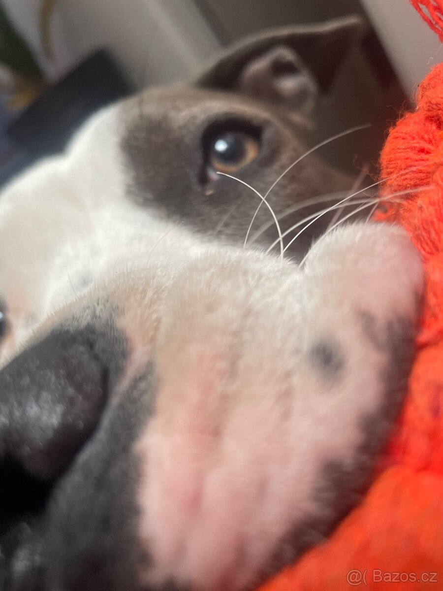 Americký stafordširský teriér - 2