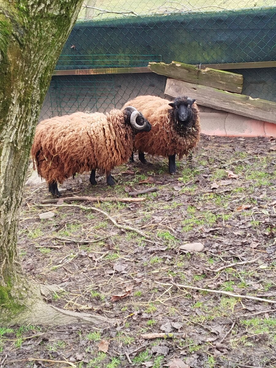 Quessant beránek akce - 2