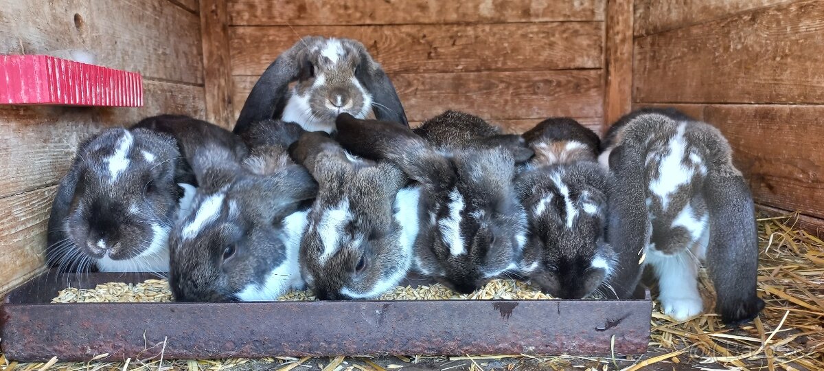 Francouzský beran - 2