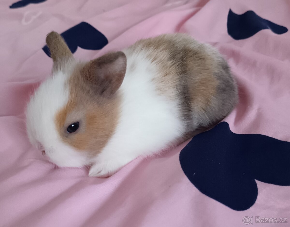 Zakrslý králík králíček - 2