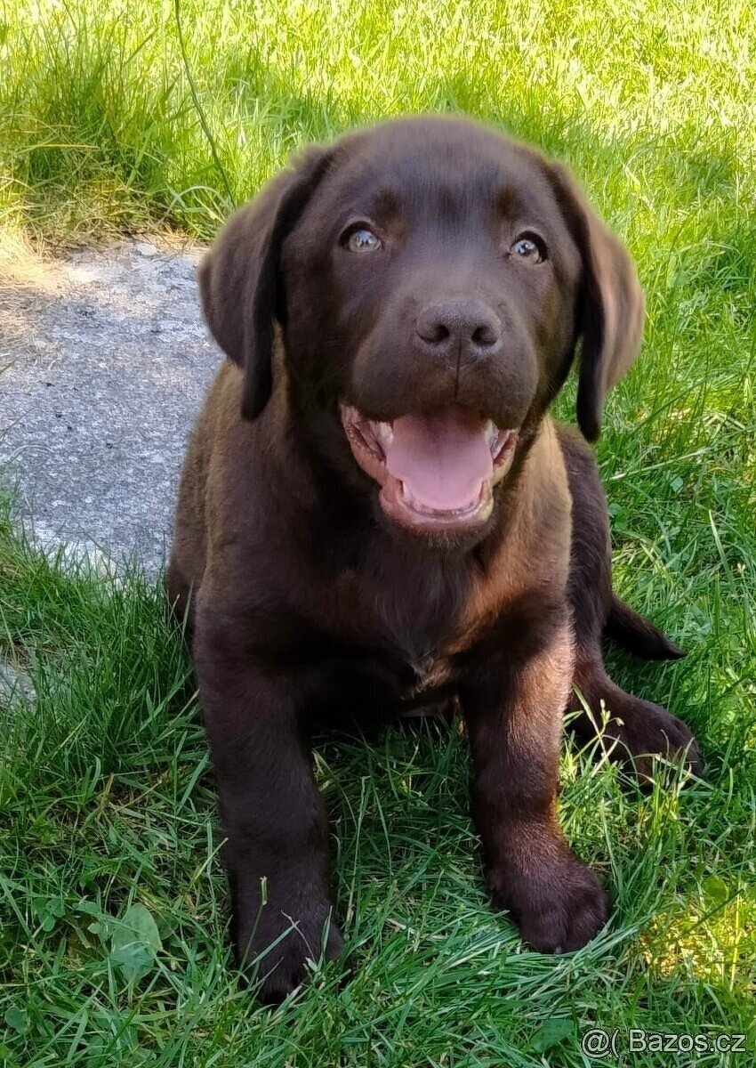 Labrador s PP, nádherná štěňátka - 2