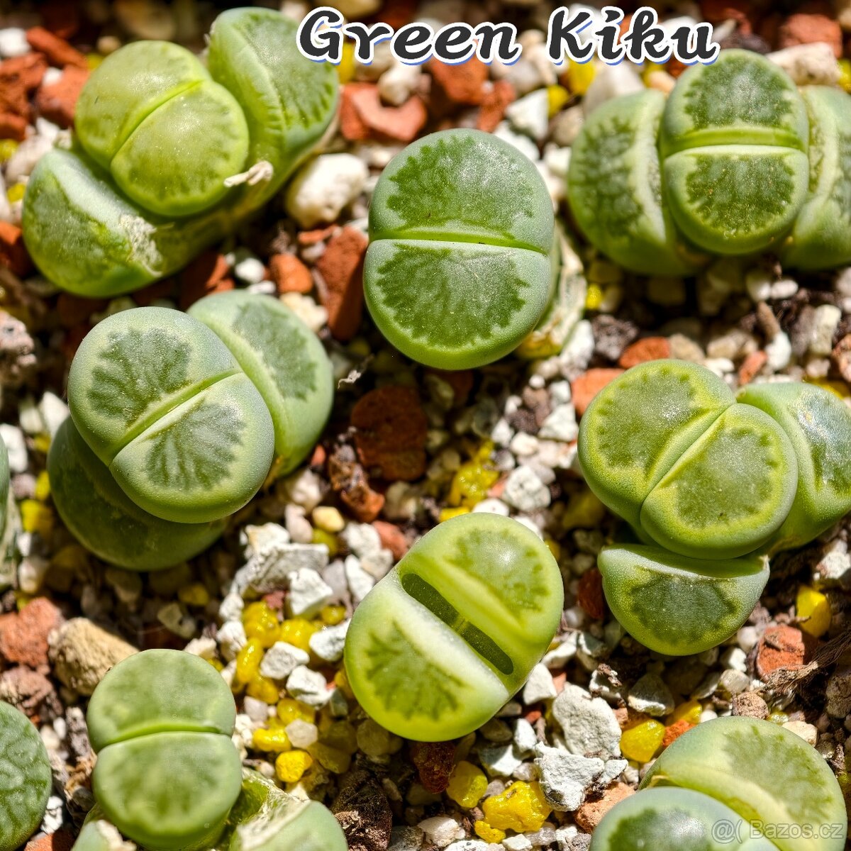 Lithops a Conophytum - 2