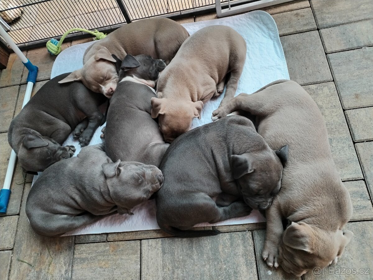 American Bully XL s PP - 2
