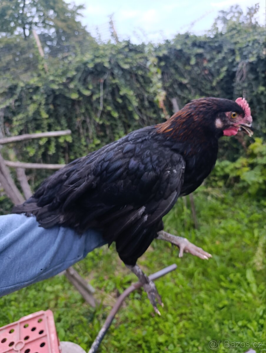 Maranska měděnokrká - 2