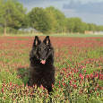 Belgický ovčák Groenendael - 2