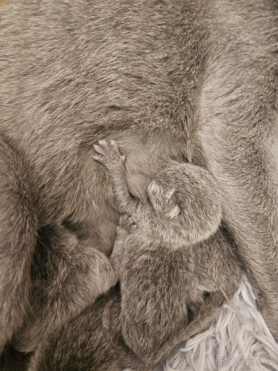 Ruská modrá koťata - 2