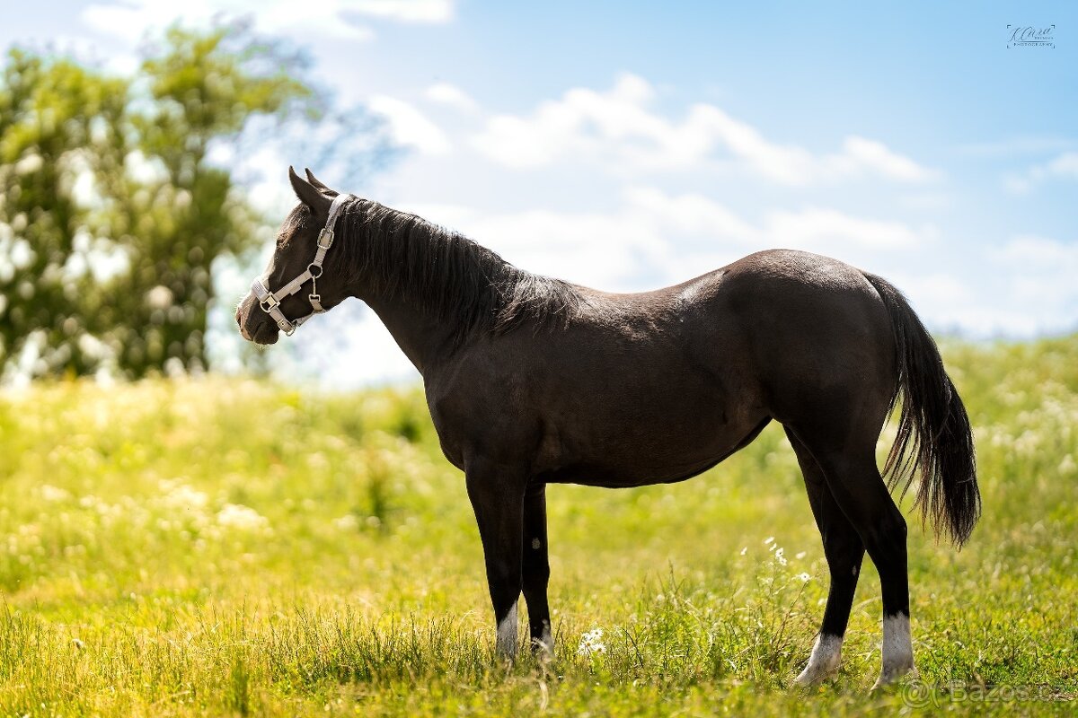 Roční American Quarter Horse black klisna, vnučka Gunnera - 2