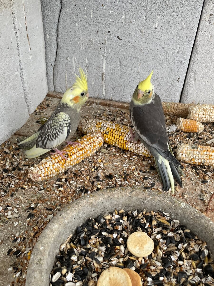 Korela - papoušek na ochočení - 2