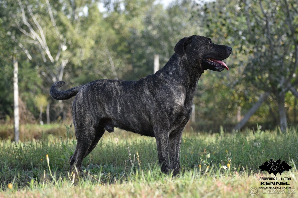 Uruguayský Cimarron - štěňátko s PP - 2