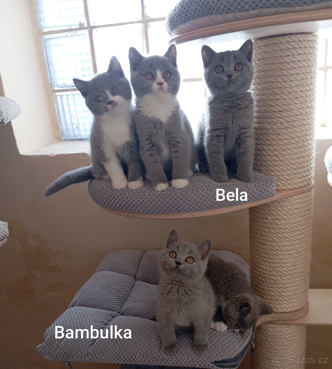 Britská modrá a Bikolor koťátka - 2