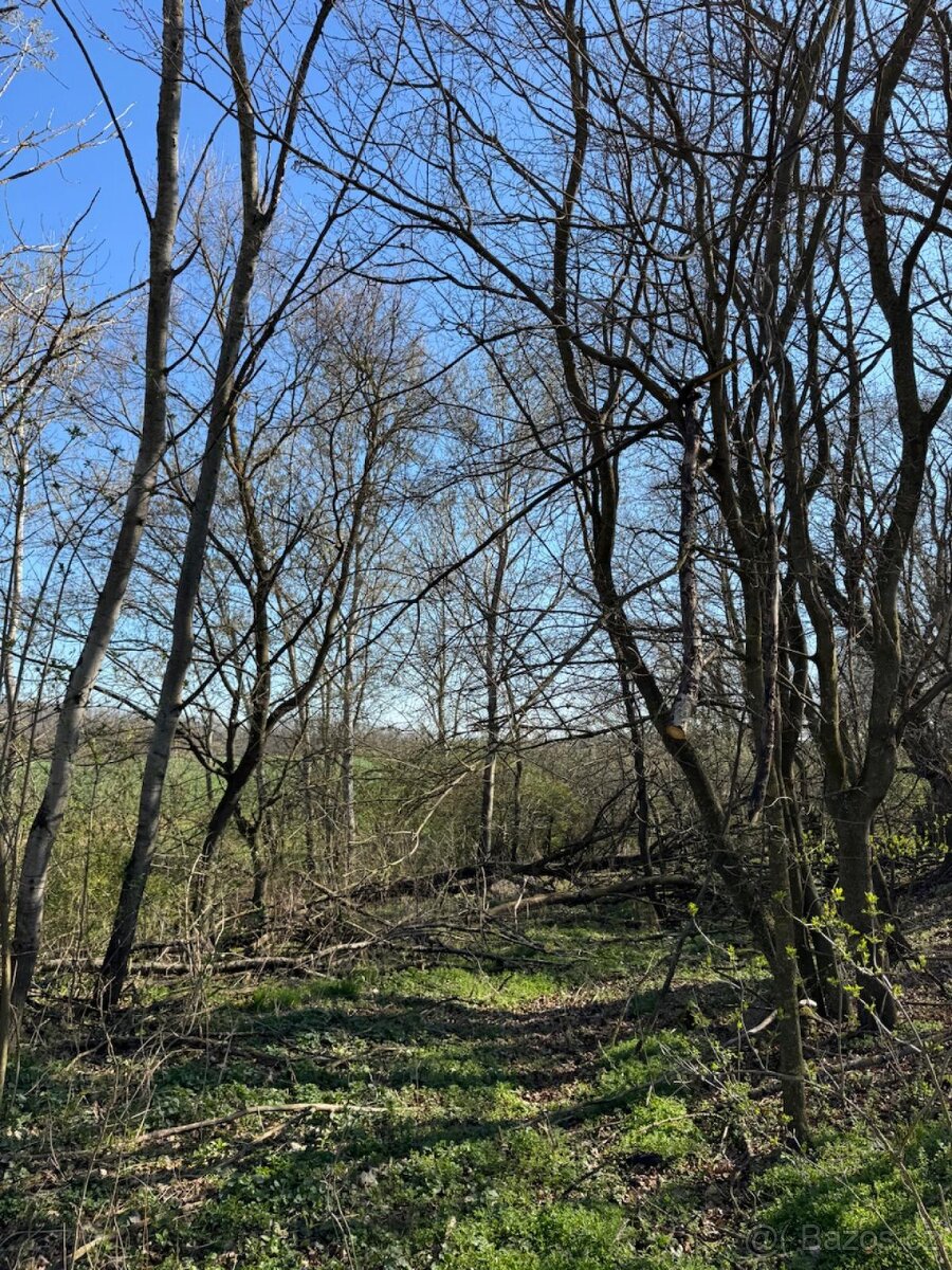 Prodám pozemky v katastrálním území Jevišovice - 2