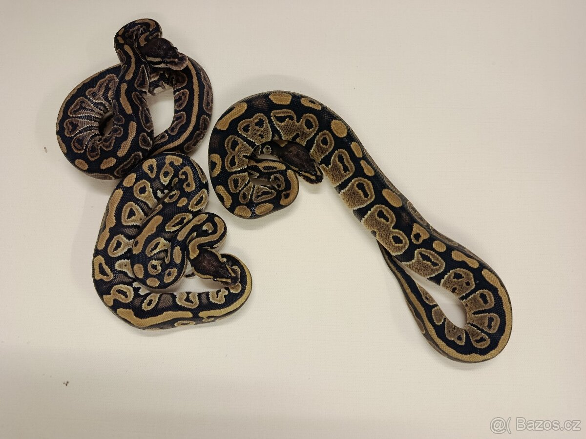 Krajta královská - 2