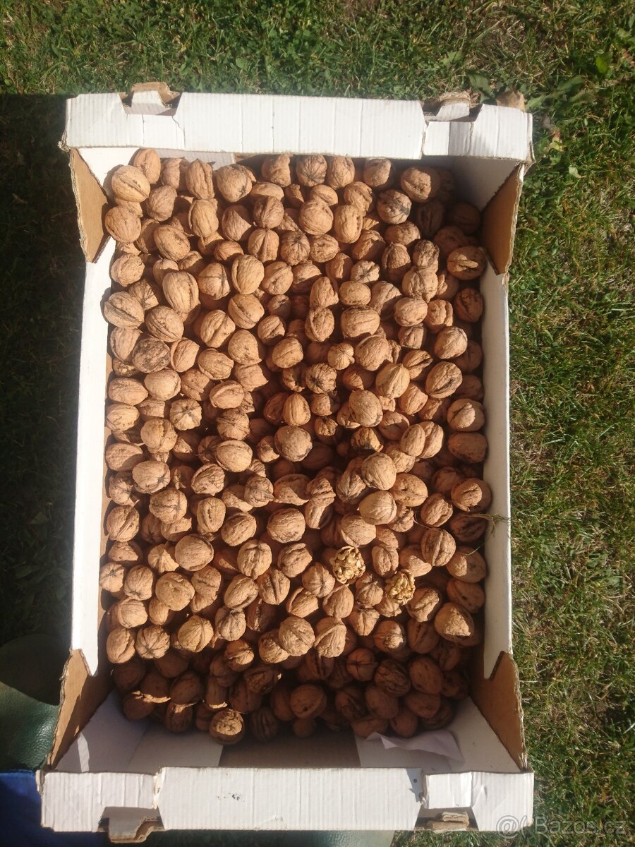 PRODÁM VLAŠSKÉ OŘECHY - 2