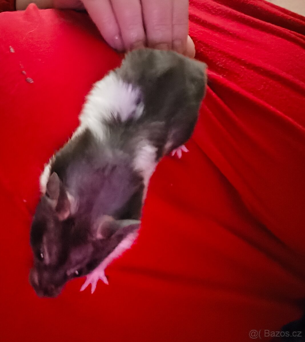 Křeček syrský - 2