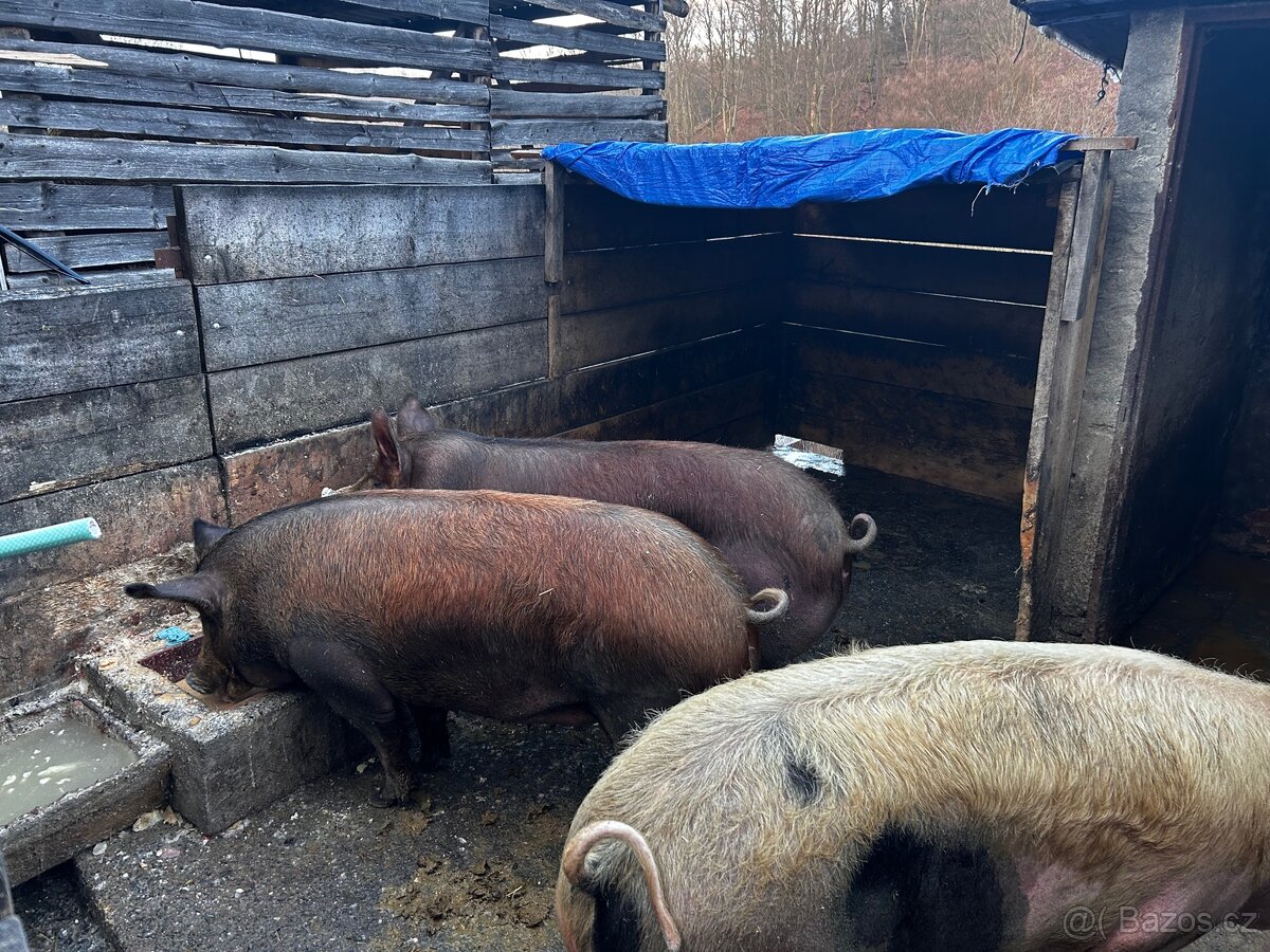 Prasata na zabití - 2