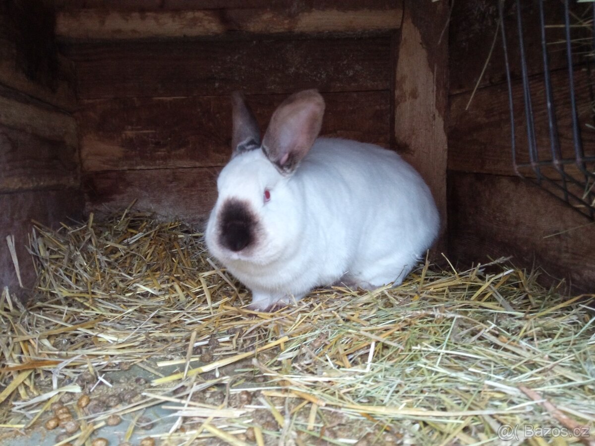 Samičky kříženci - 2