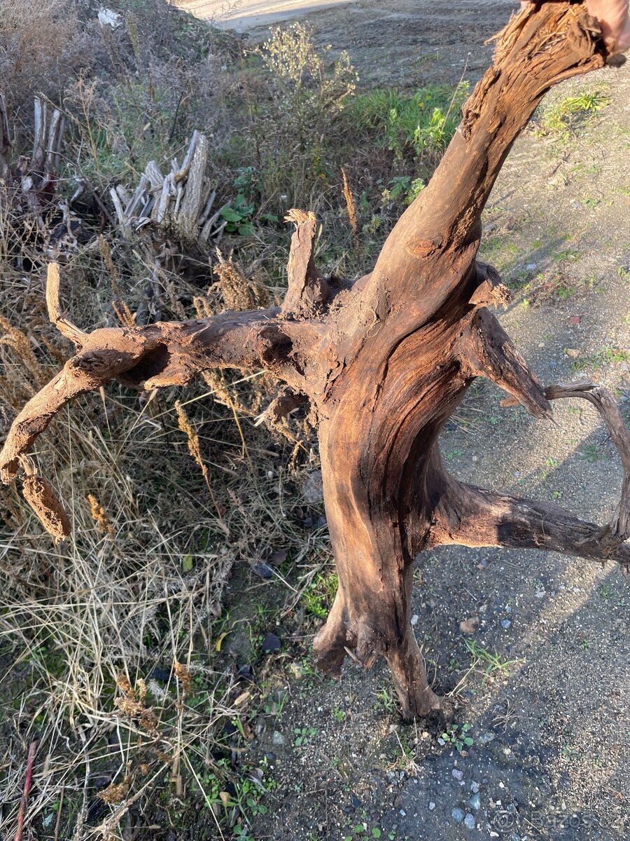 Suché pařezy akátové - 2