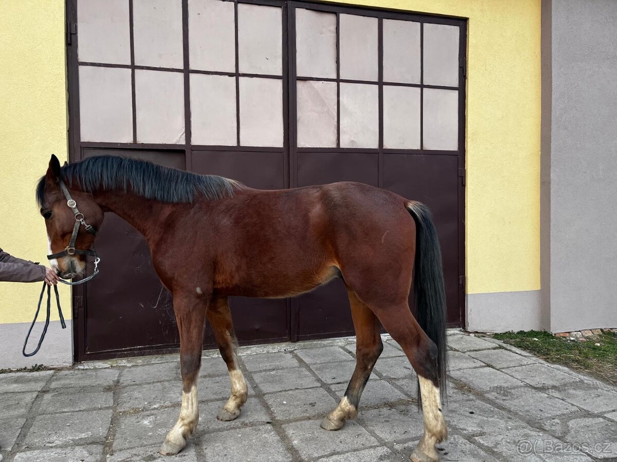 mladý valach po Chacoon Blue - 2