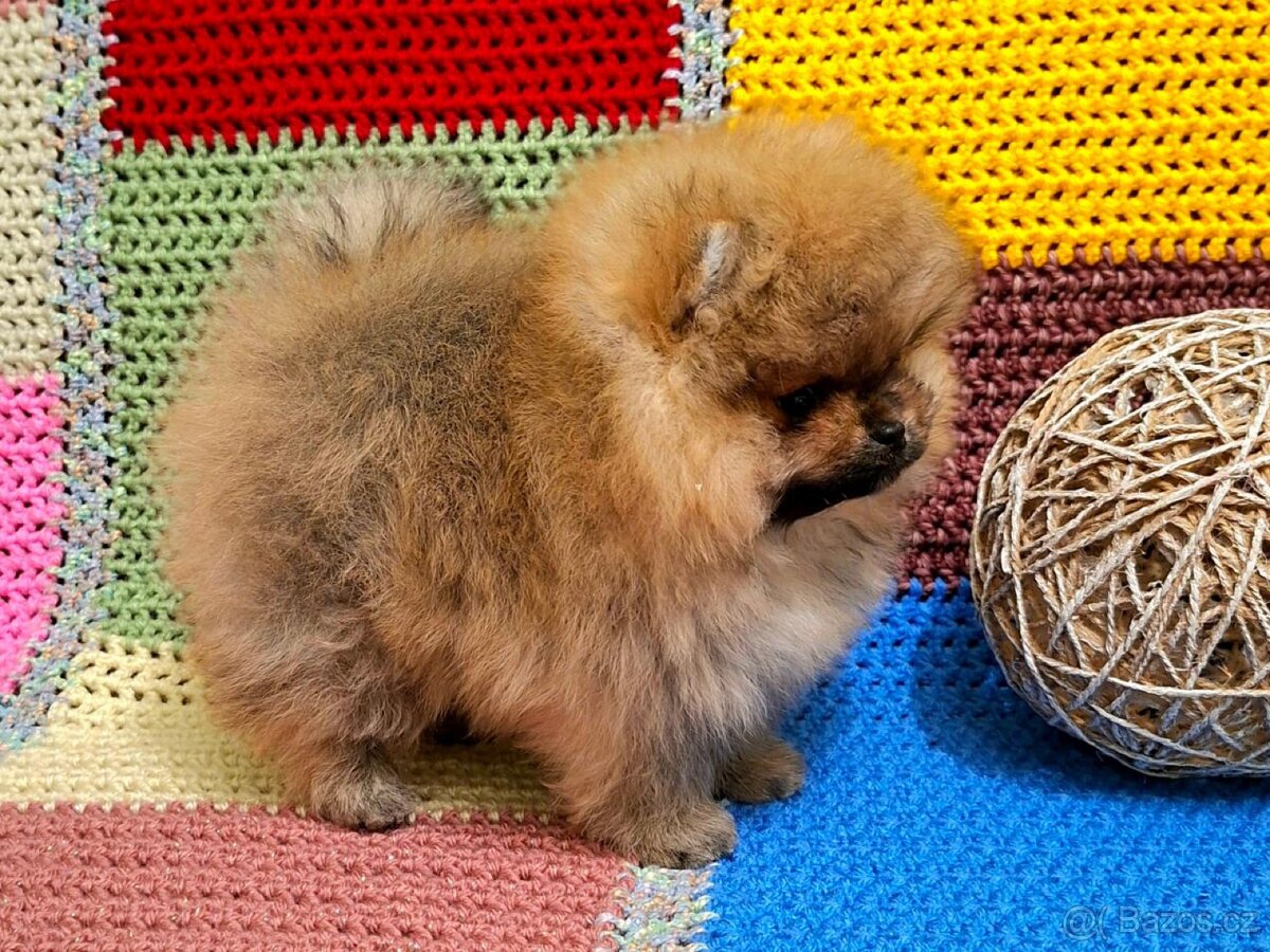 Holčička pomeranian s pp - 2