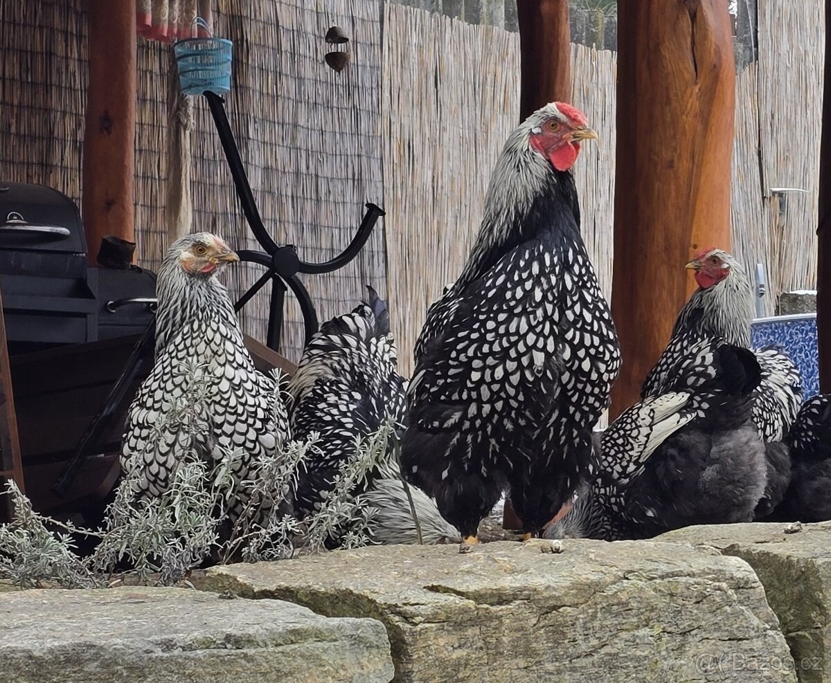 Wyandotka velká stříbrná -kohouti - 2