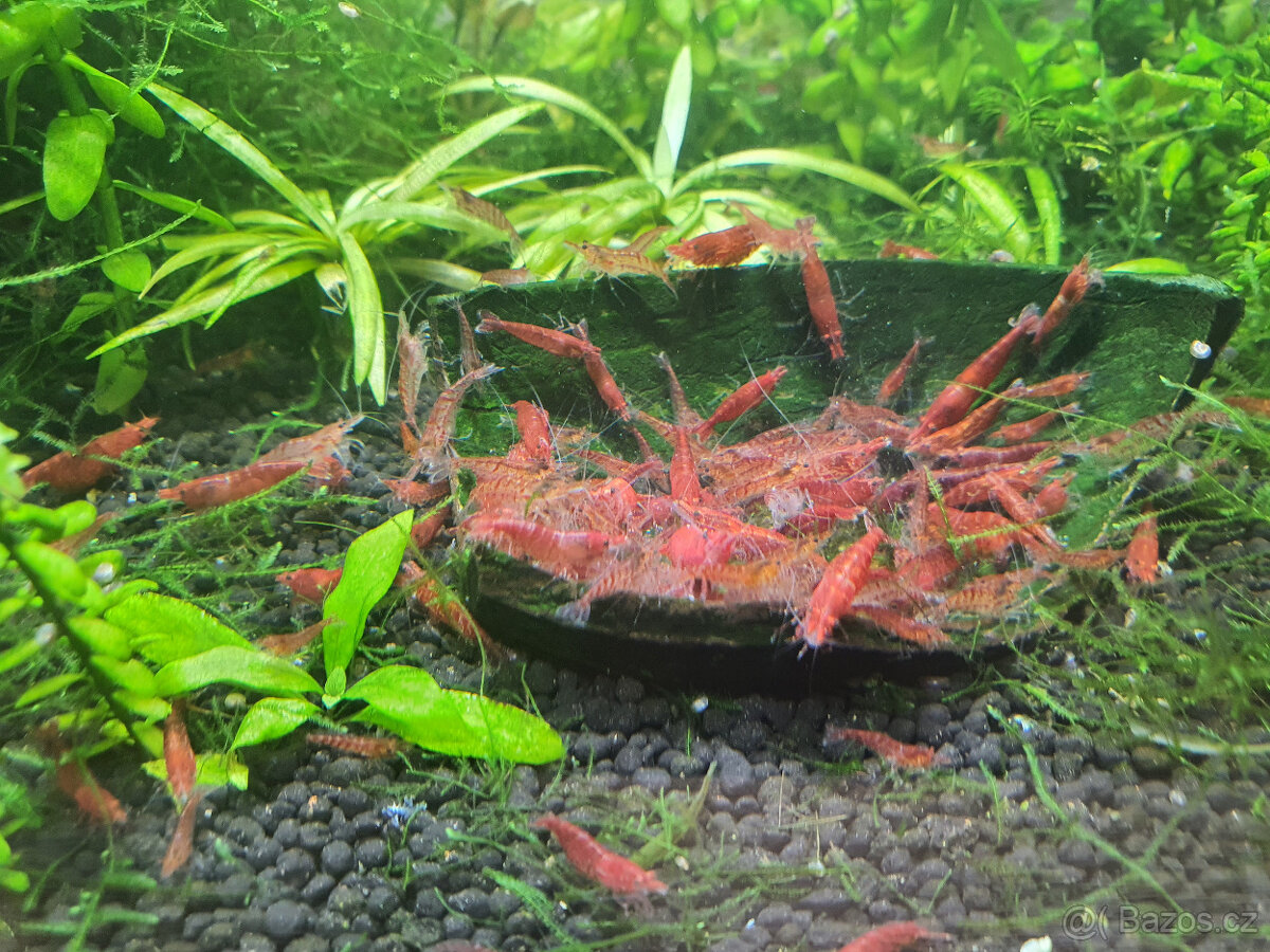 krevetky Red cherry - 2