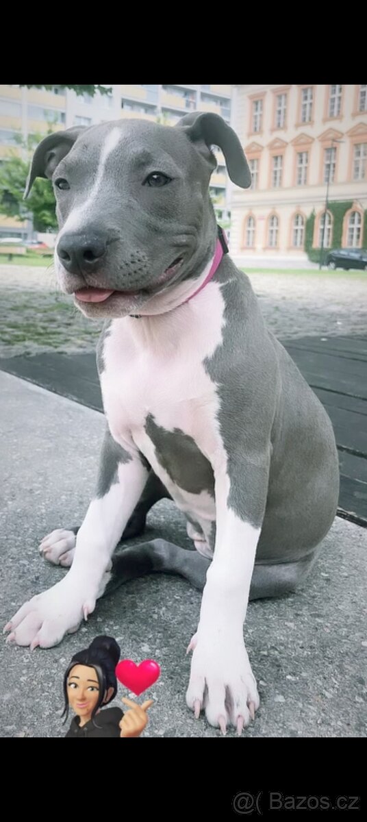 Americký Stafordšírský teriér - 2
