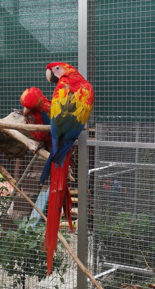 ARA arakanga macao - 2