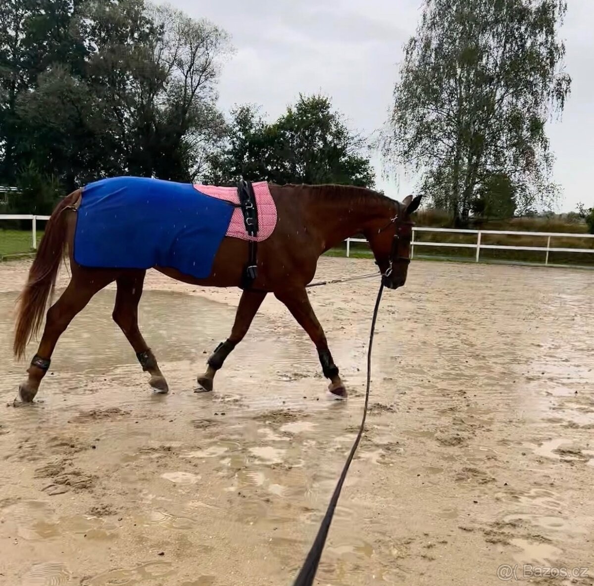 11 letá klisna na rekreaci - 2