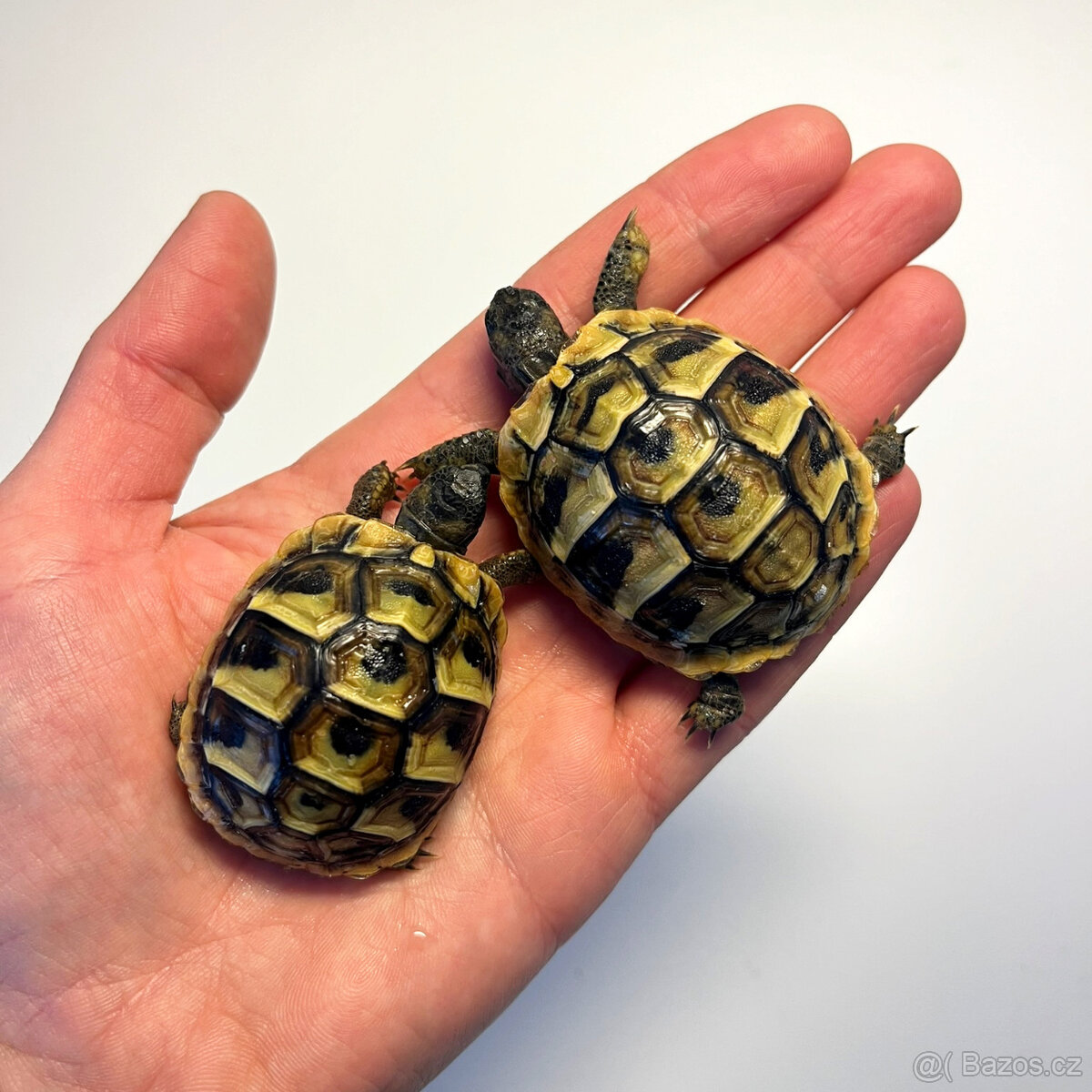 Želva zelenavá mláďata - 2