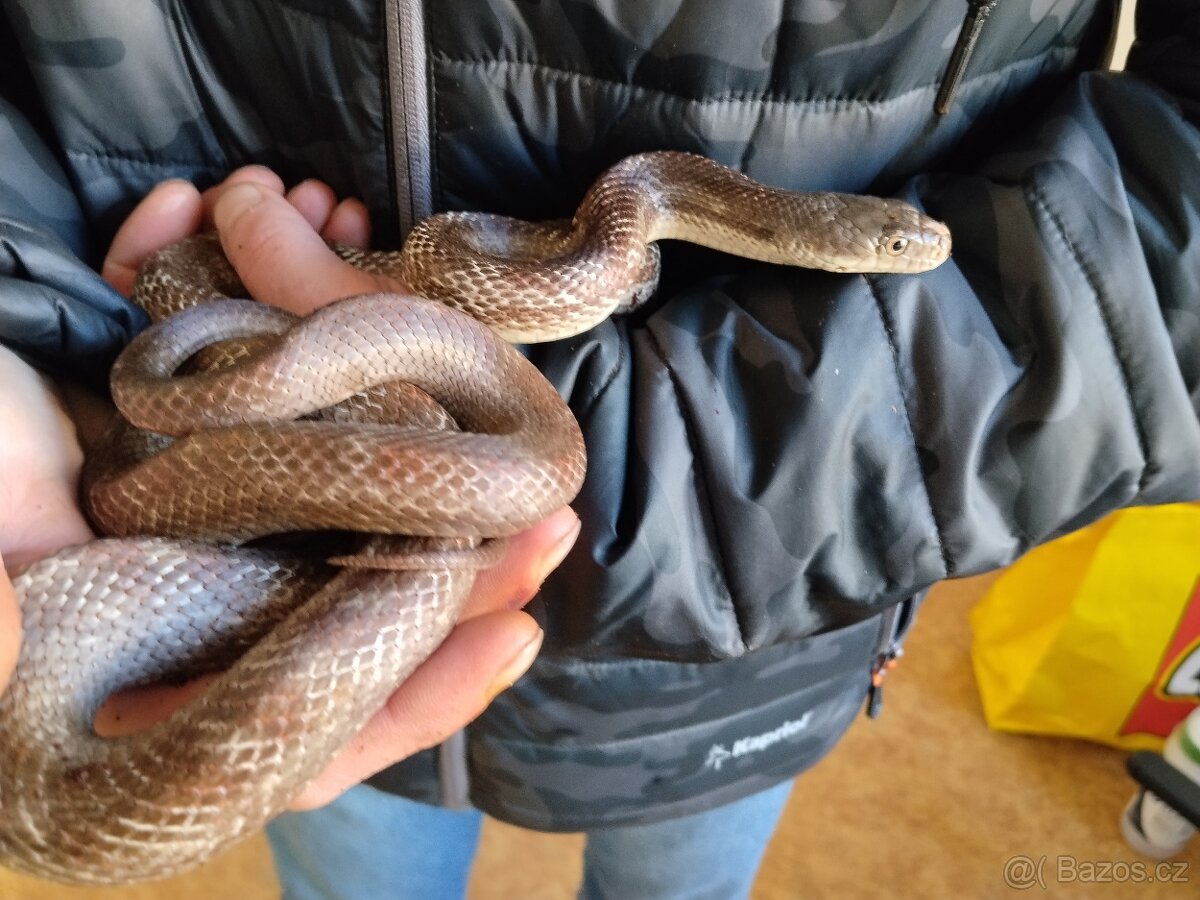 Užovka černá - 2
