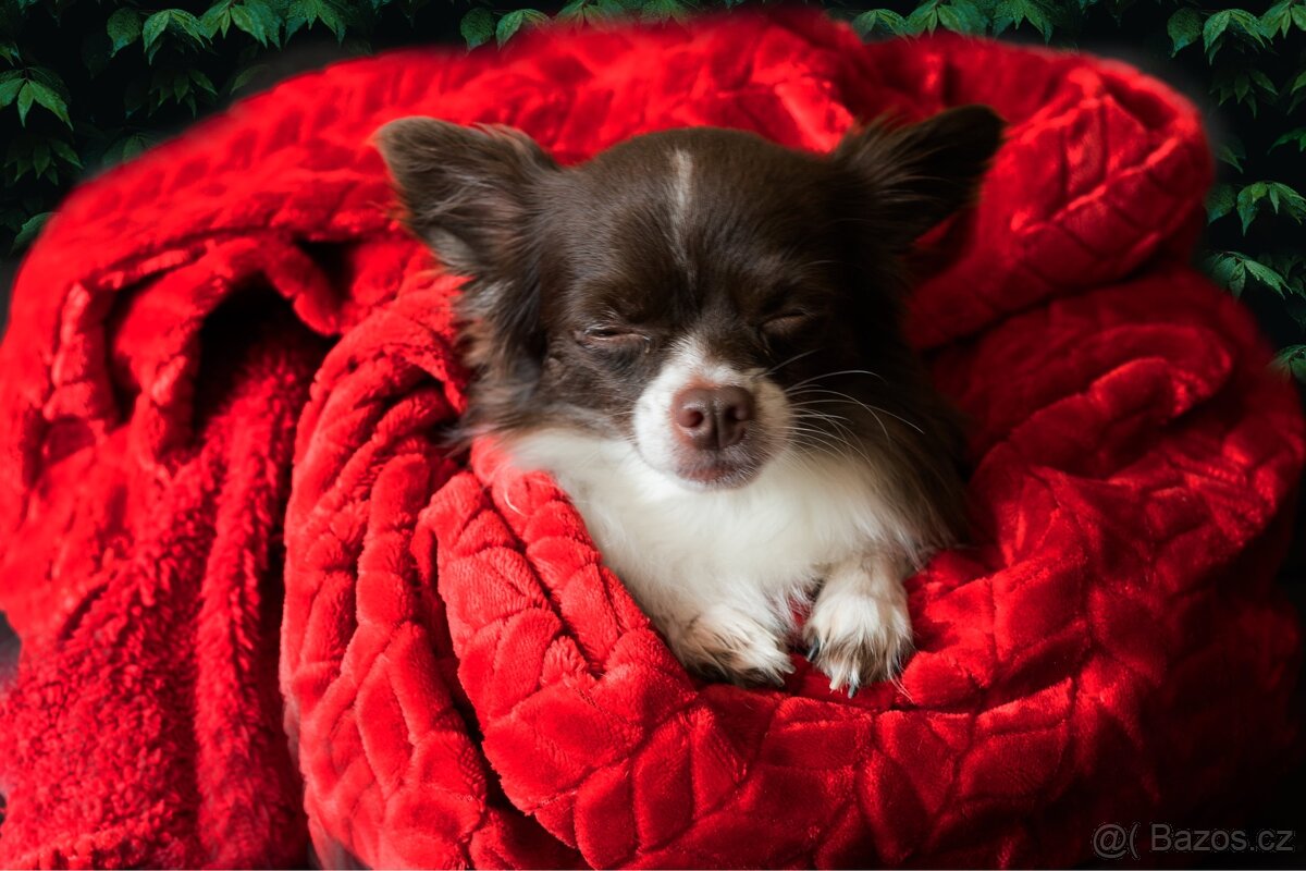 Čivava ke krytí - 2